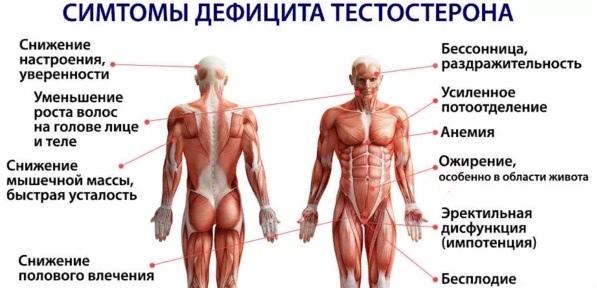 Тестостерон — википедия. что такое тестостерон
