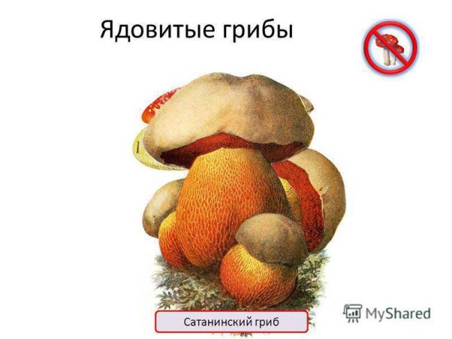 Презентация по окружающему миру на тему " царство живой природы. бактерии" ( 2 класс)