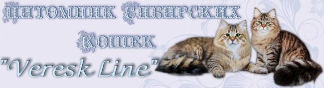 Вирусные заболевания и инфекции у кошек: симптомы и лечение