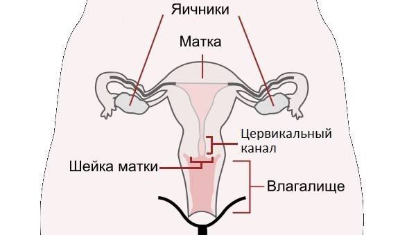 Причины появления и способы удаления полипов на шейке матки у женщин