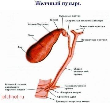 Питание при эрозивном гастрите и меню на неделю в стадии обострения
