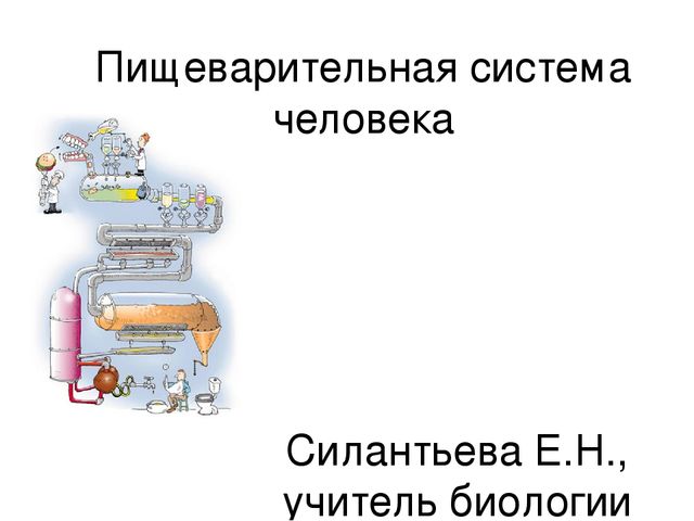 Особенности строения и возможные болезни желчных протоков