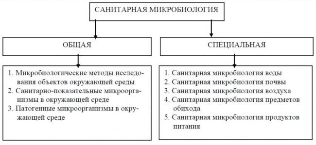 Польза и вред бактерий для человеческого организма