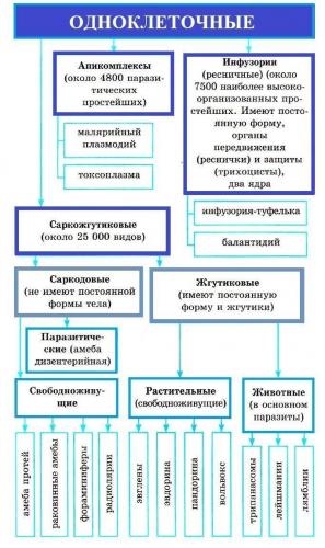 Простейшие бактерии — parazit24