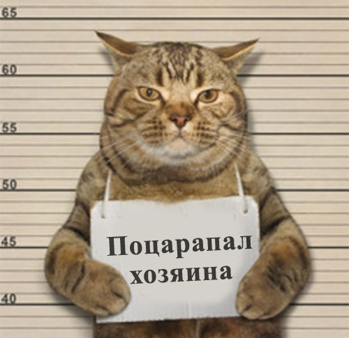 Болезнь кошачьих царапин