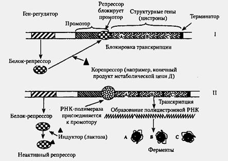Экспрессия гена - википедия