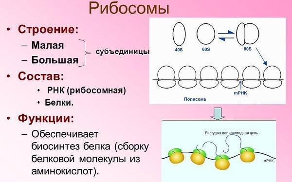 Строение бактериальной клетки