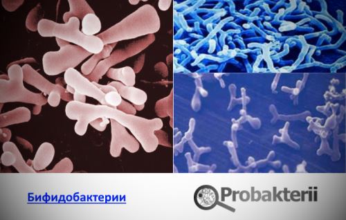 Пробиотики и пребиотики - список препаратов, отличия, эффекты, показания к применению