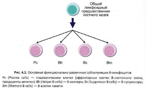 Нейтрофилы понижены у ребенка моноциты повышены. у ребенка нейтрофилы понижены, а лимфоциты и моноциты повышены