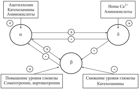 Гормоны поджелудочной железы