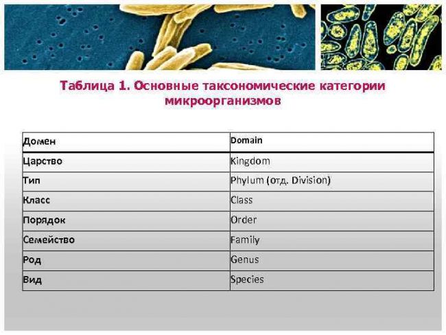 Бактерии – это одноклеточные организмы - 11833-3