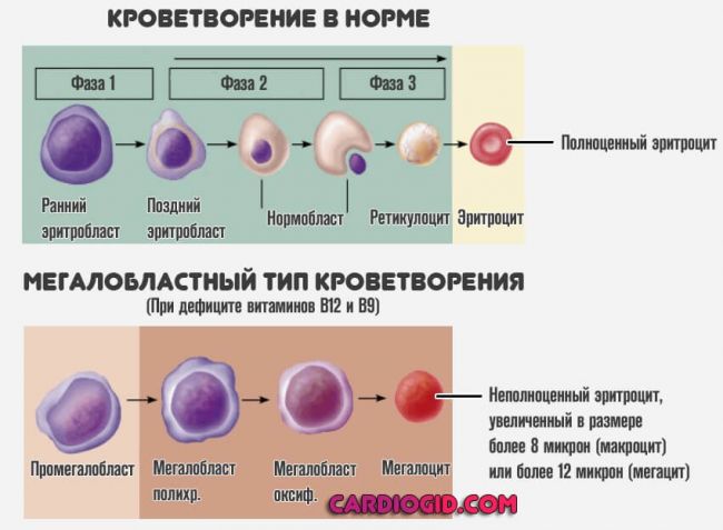 Состав крови