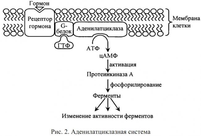 Адренокортикотропный гормон — википедия