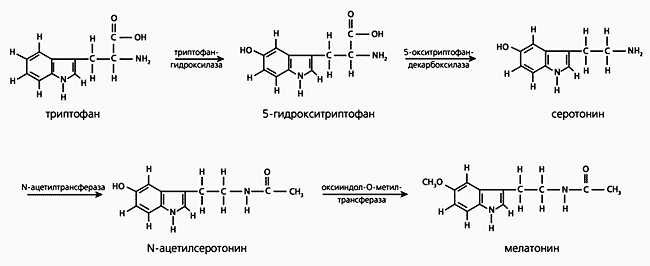 Мелатонин — без чудес // владимир ковальзон ≪ scisne?