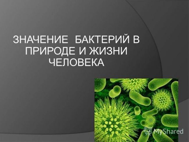 Царство бактерии — общая характеристика