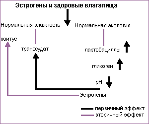 Менопаузный период: что это, когда наступает, симптомы, нужно ли лечить?