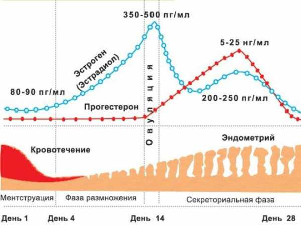 Гиперплазия эндометрия: что это такое, симптомы и лечение, разновидности