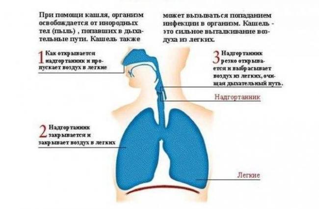 Астма - симптомы у взрослых и первые признаки