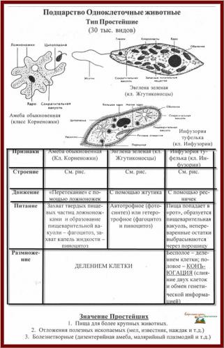 Простейшие бактерии