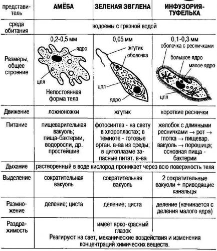Обитатели невидимого мира: вирусы, бактерии, простейшие. кто они – друзья или враги для человека?