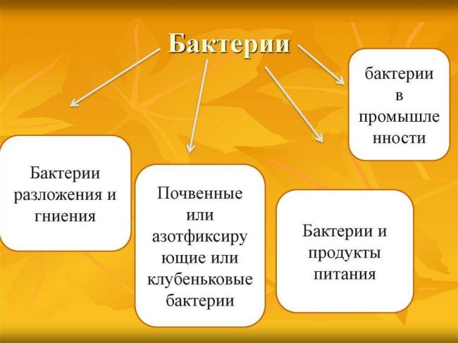Какова роль бактерий для йогурта и как приготовить этот продукт дома?