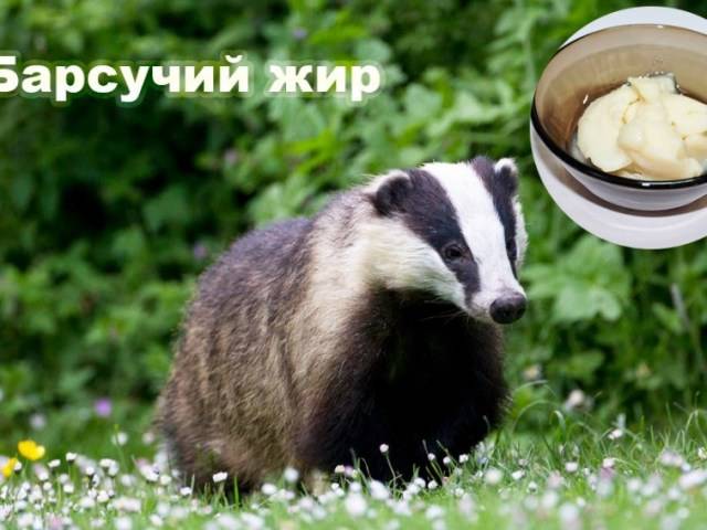 Барсучий жир – лечебные свойства и противопоказания
