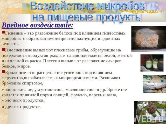 Кишечная палочка и другие бактерии данной группы как жители планеты «человек»