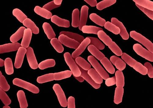 Bacillus subtilis: основные свойства, характеристики, особенности
