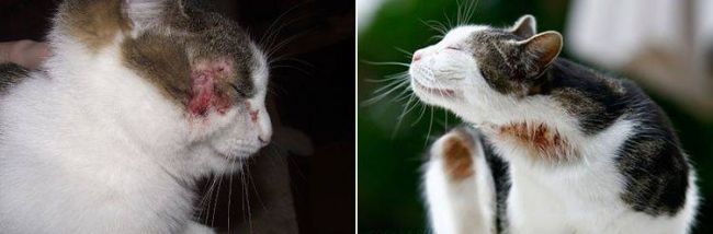 Байтрил 2,5