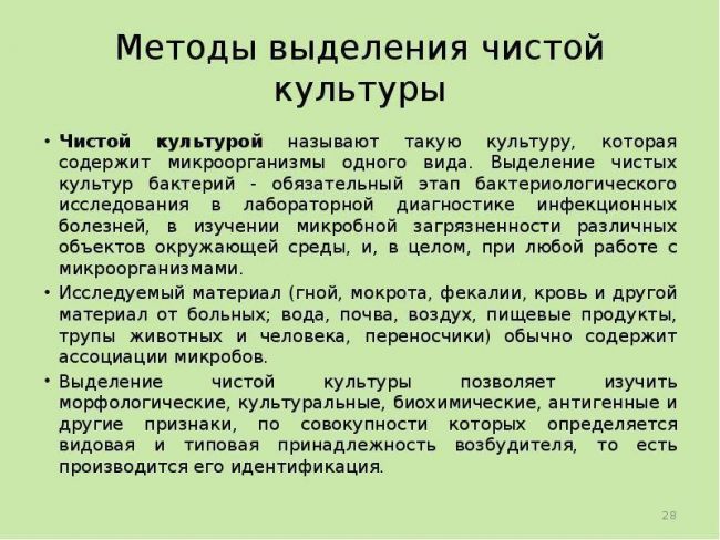 Как увидеть невидимое, или как вырастить чистую культуру бактерий