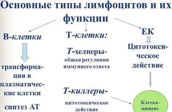 Причины пониженных лимфоцитов и повышенных нейтрофилов
