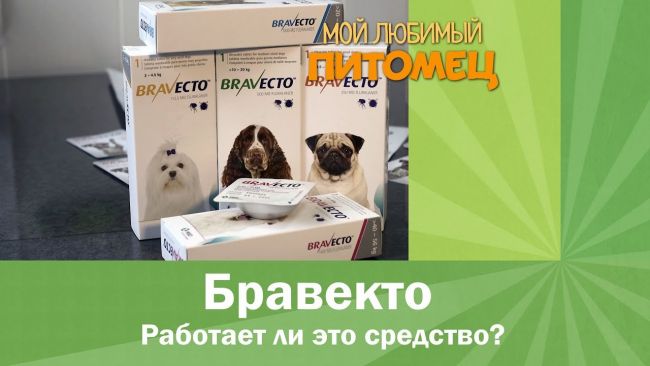 «бравекто» для собак – выжить любой ценой. как применять таблетки и капли, сколько они стоят, какие существуют достойные аналоги – отзывы заводчиков и ветеринаров