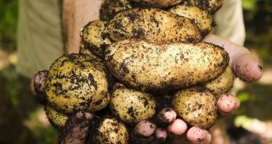 Продукты с наибольшим содержанием калия. калий (k) в продуктах питания – как уберечь себя от инсульта и инфаркта? переизбыток калия в организме