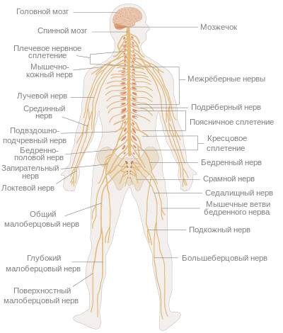 Нервная система