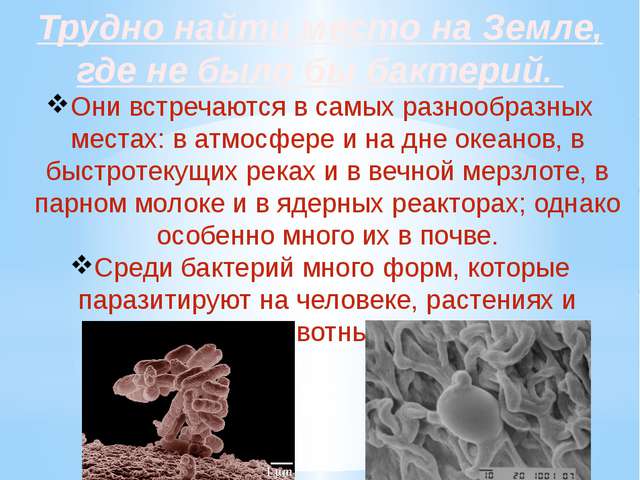 След первой бактерии