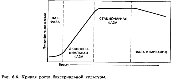 Рост и размножение бактерий — студопедия