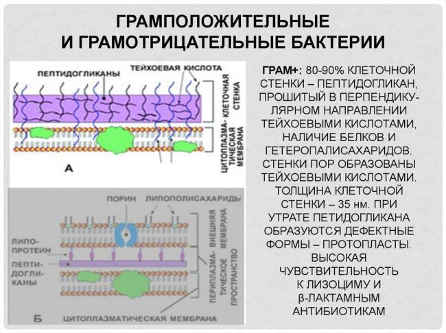 Грам-отрицательные бактерии