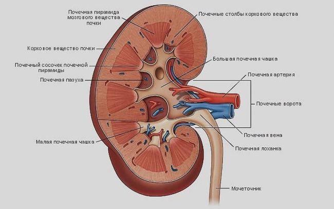 Полезные и эффективные травы от камней в почках