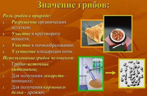 Бактерии и их роль в природе и круговороте веществ