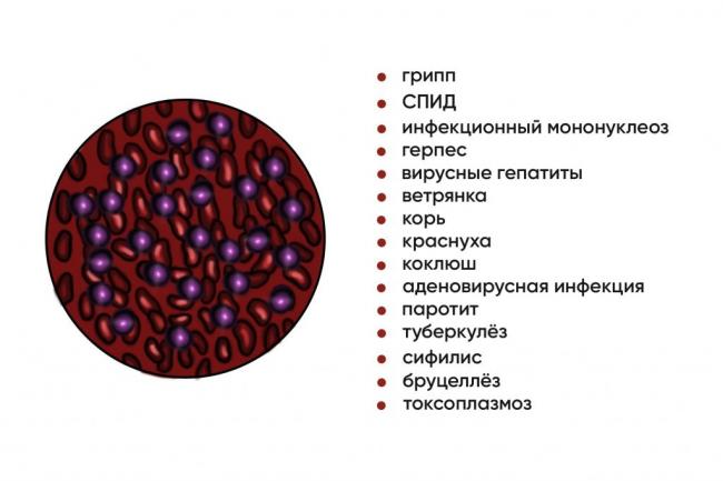 Лимфоциты
