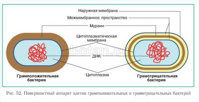 Грам-положительные бактерии