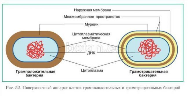 Плазматическая мембрана: характеристики, строение и функции