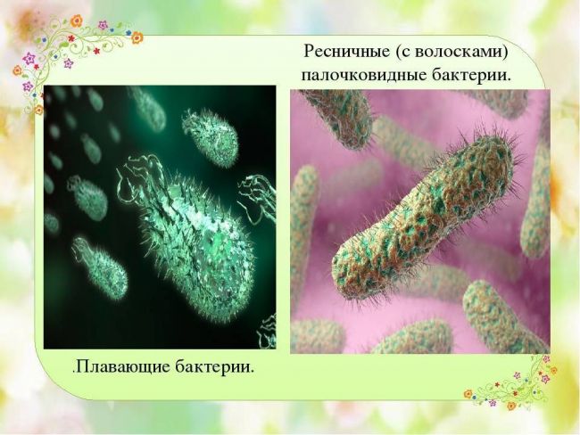 Роль в биосфере живых организмов царства бактерий