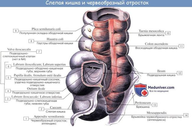 Особенности течения острого аппендицита при атипичном расположении червеобразного отростка