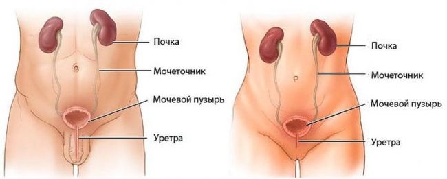 Камни в почках — угроза организму в целом