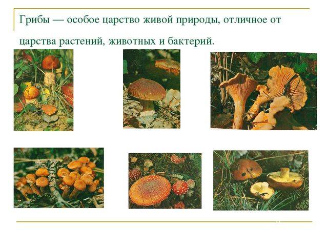 Царство бактерии — общая характеристика