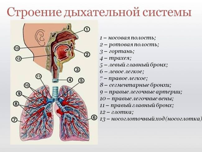 Отличия острого и хронического кашля – методы лечения