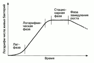 В чем заключается особенность роста и размножения бактериальных клеток