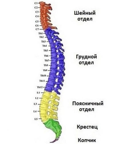 Как распознать грыжу позвоночника симптомы