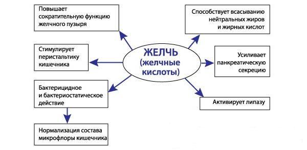 Дискинезия желчного пузыря. причины, симптомы, диагностика и лечение болезни